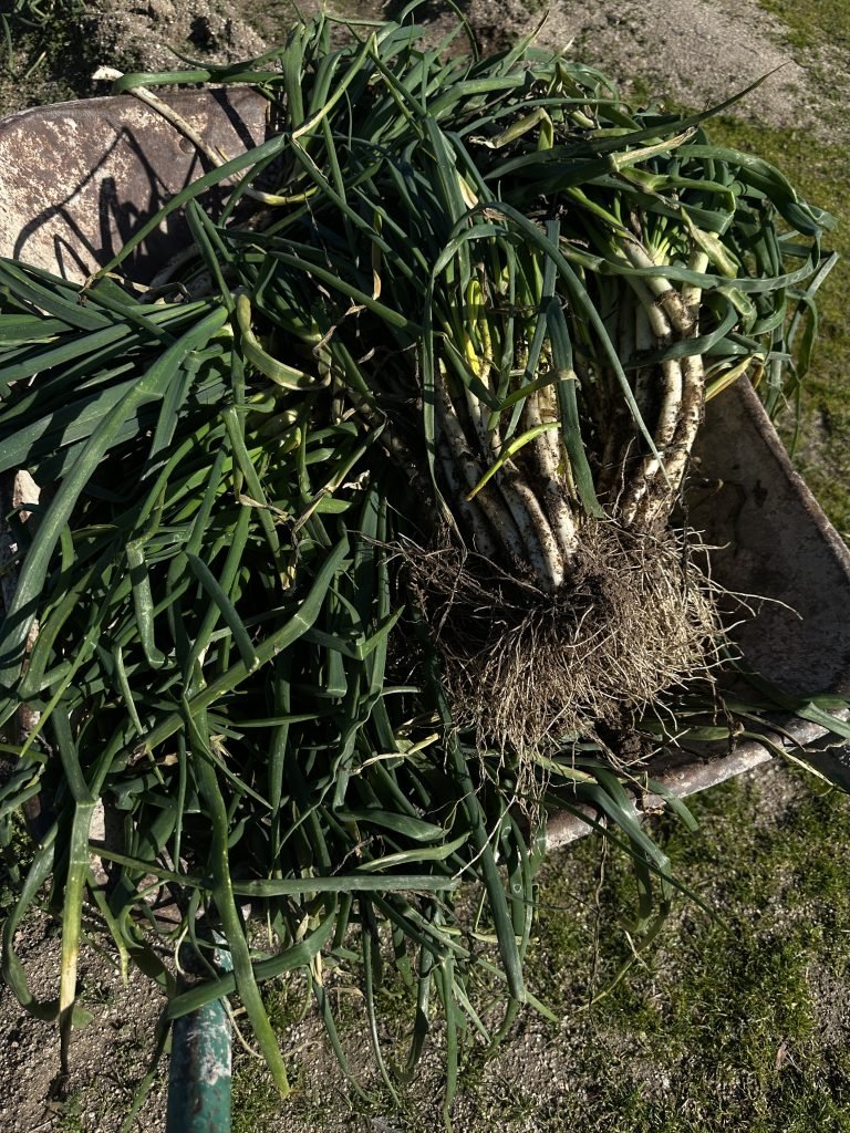 calçots de Huerta la Floresta